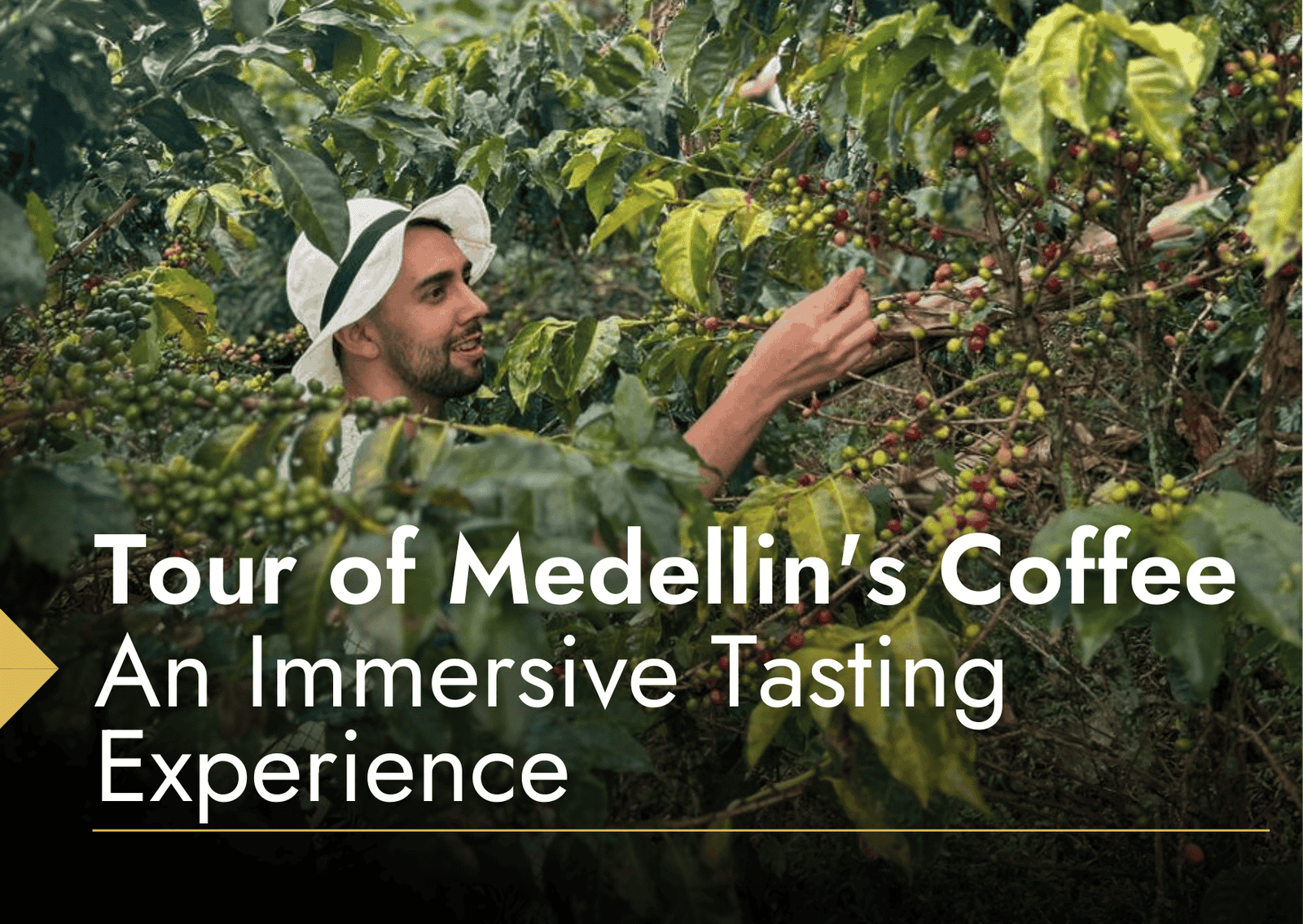 Tour of Medellin’s Coffee: An Immersive Tasting Experience